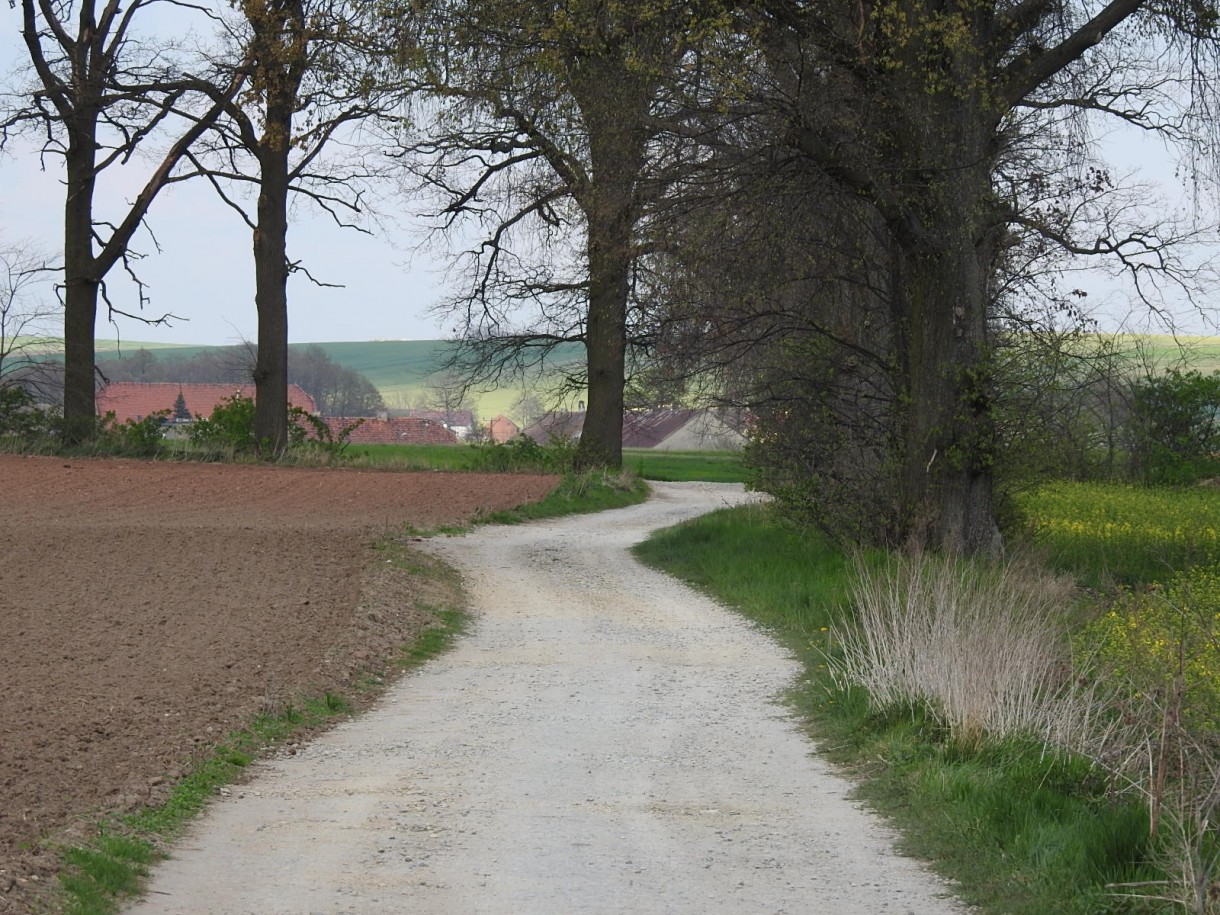 Leśne klimaty, WIOSENNY PORANEK