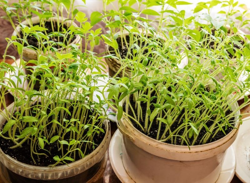 Gęsto rosnące siewki pomidorów trzeba przepikować.