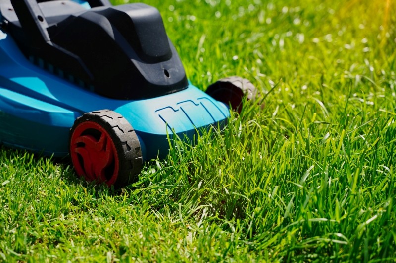 pielęgnacja trawnika w maju