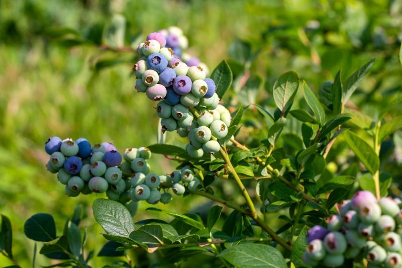 Czerwiec to dobry czas na zastosowanie domowego nawozu z liści dębu i igliwia sosny, który pobudzi borówkę amerykańską do owocowania.
