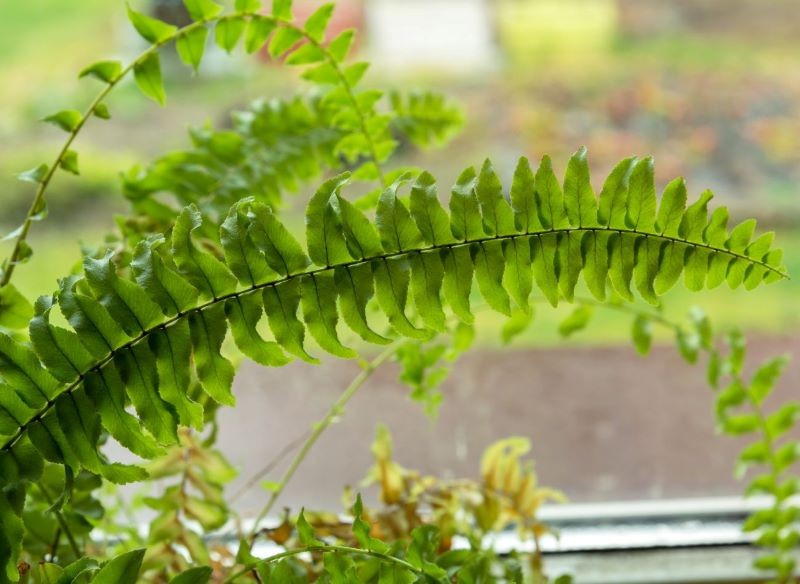 Liście paproci zimą często usychają.