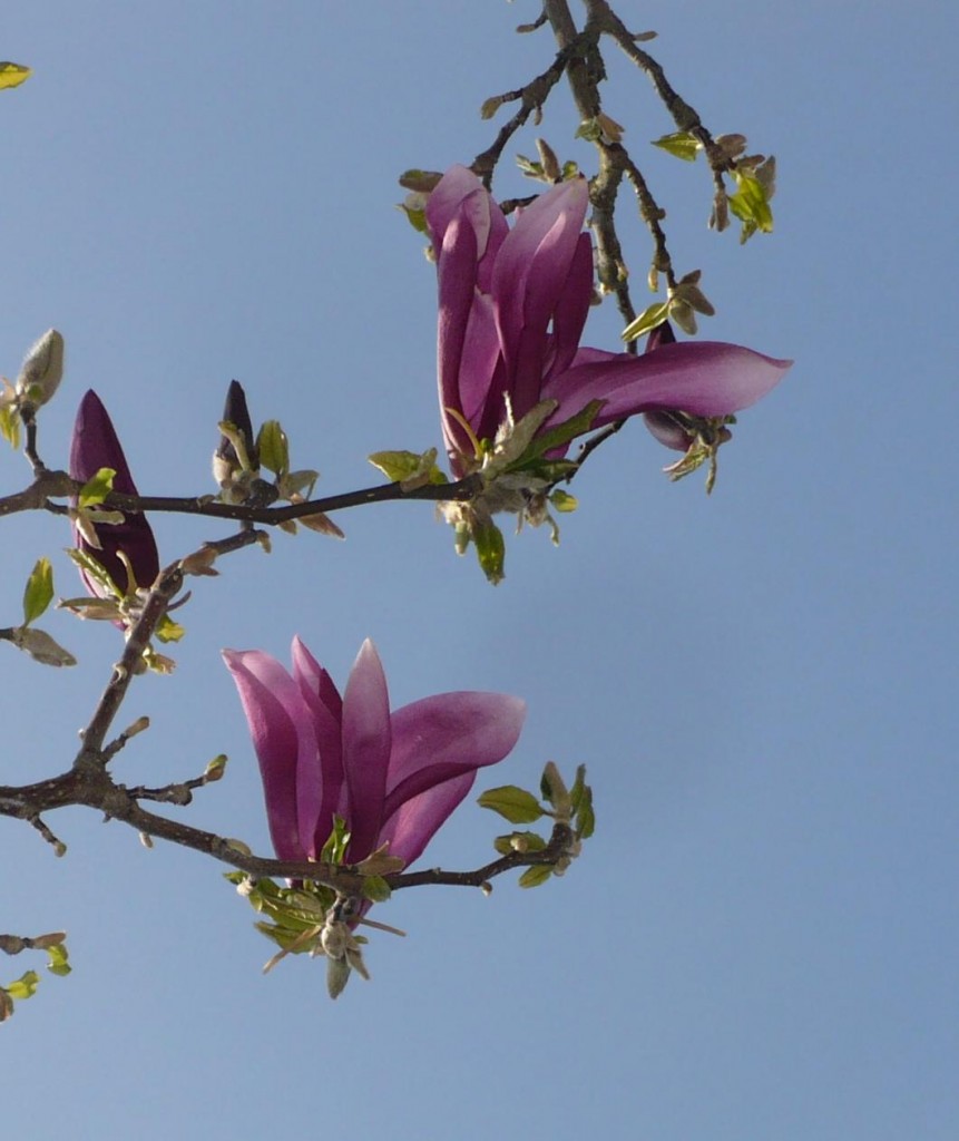 Pozostałe, Kwietniowo , pastelowo, koronkowo............... - .............i różowa magnolia...........