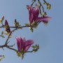 Pozostałe, Kwietniowo , pastelowo, koronkowo............... - .............i różowa magnolia...........