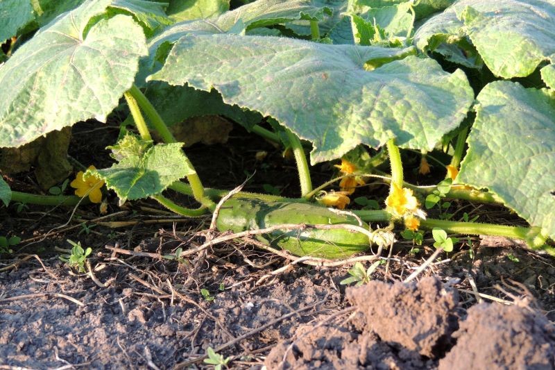 Ten rok nie był łaskawy dla osób uprawiających ogórki.