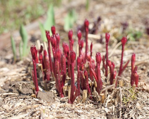Pielęgnacja piwonii jesienią. Te 4 rzeczy koniecznie trzeba zrobić przed zimą
