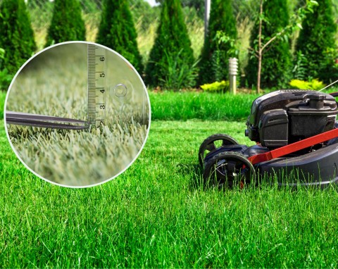 Jak prawidłowo kosić trawę? Wszystko, co musisz wiedzieć, aby zadbać o trawnik