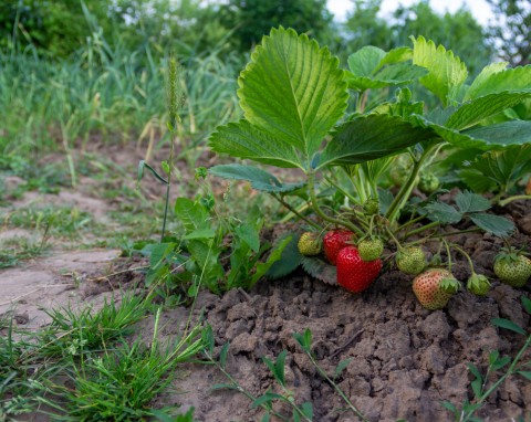 W tych trzech przypadkach trzeba zlikwidować truskawki. Lepiej posadzić nowe