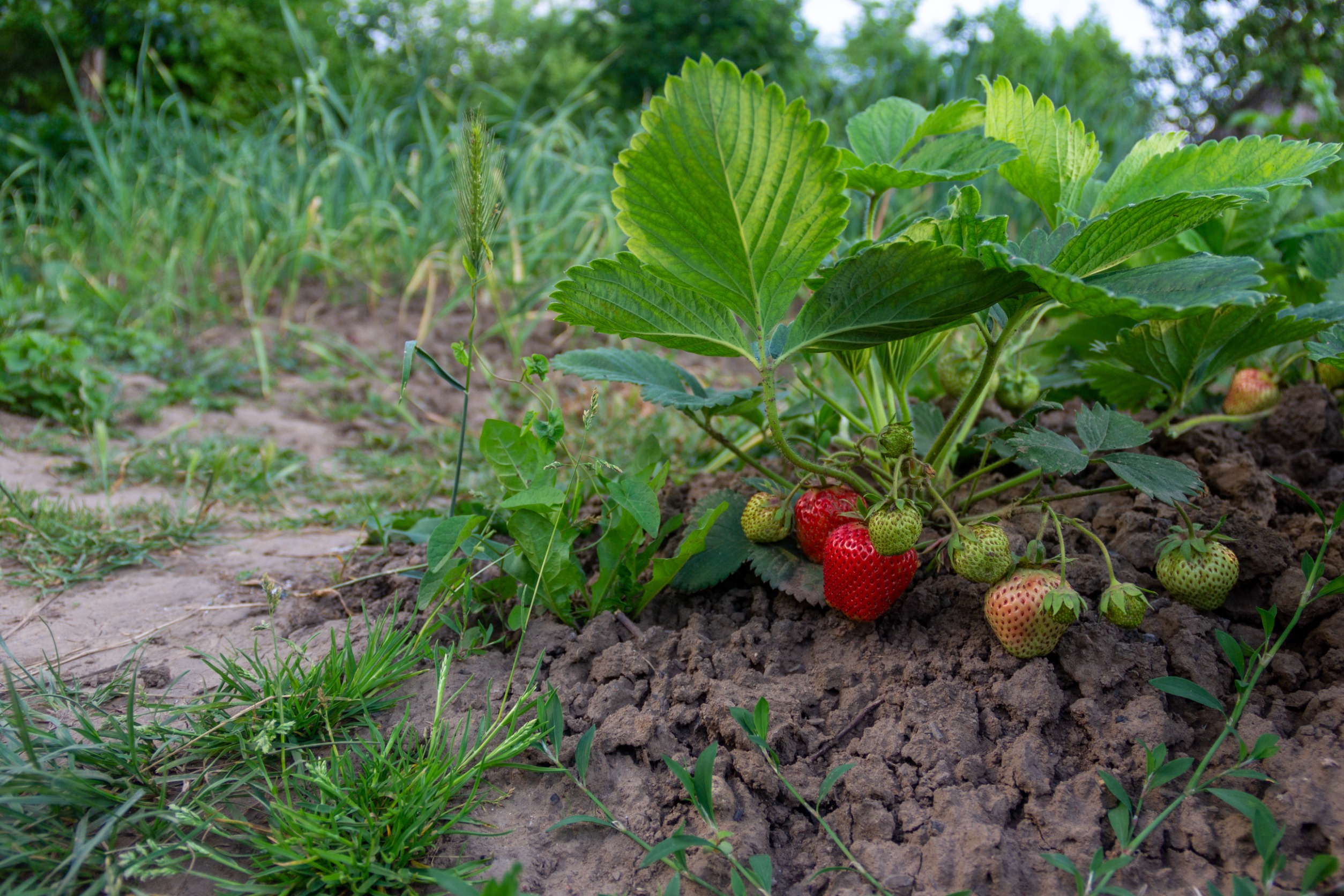  Trzy znaki, że trzeba zlikwidować truskawki. Posadź nowe, w innym miejscu