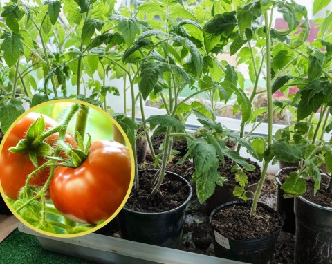 Kiedy siać pomidory? Instrukcja krok po kroku