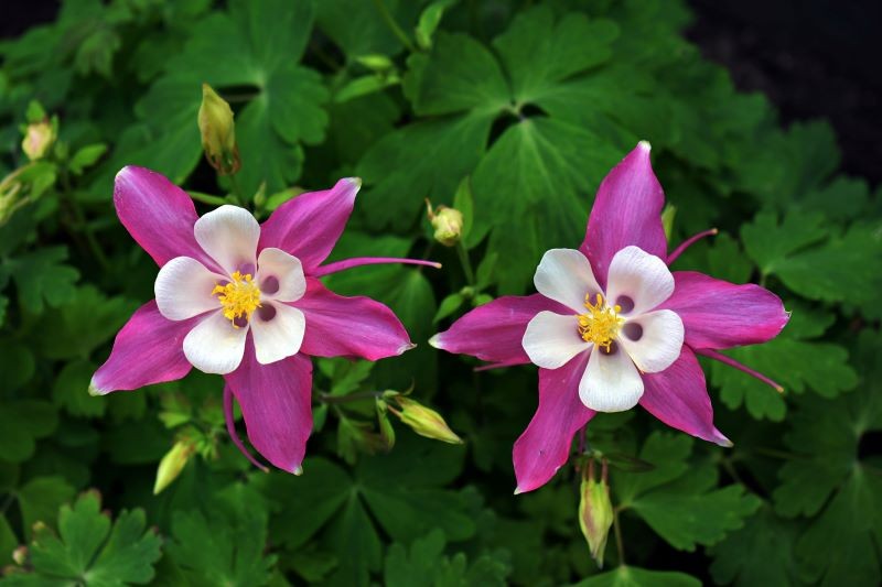 Istnieje wiele odmian orlików, więc każdy ogrodnik wybierze coś dla siebie.