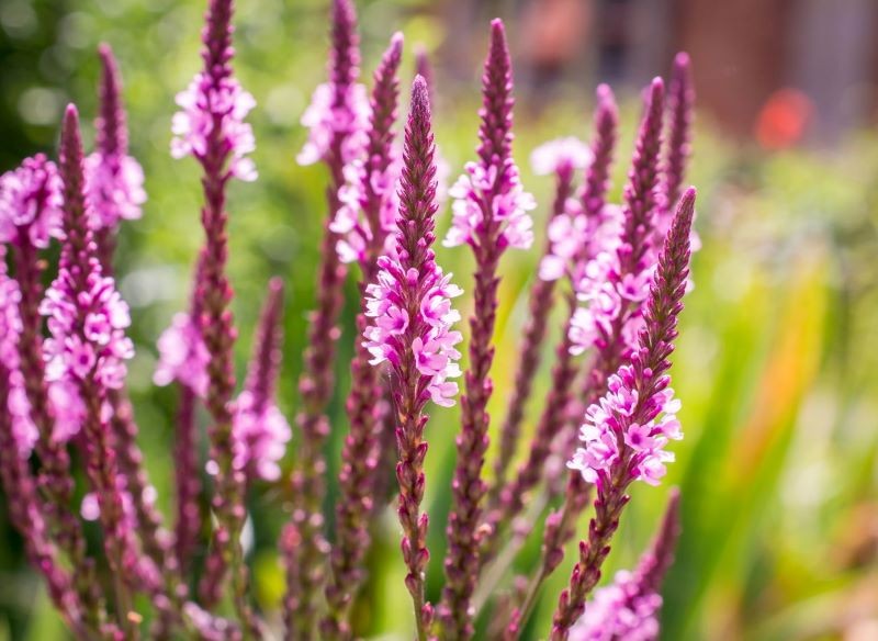 Werbena krzaczasta zachwyca podłużnymi kwiatostanami.