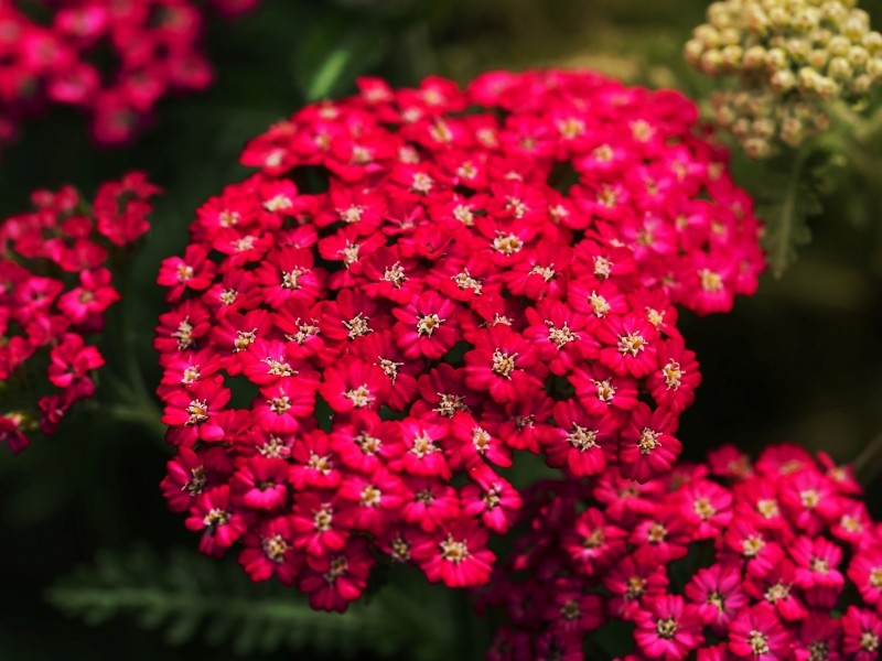 te kwiaty kwitną całe lato