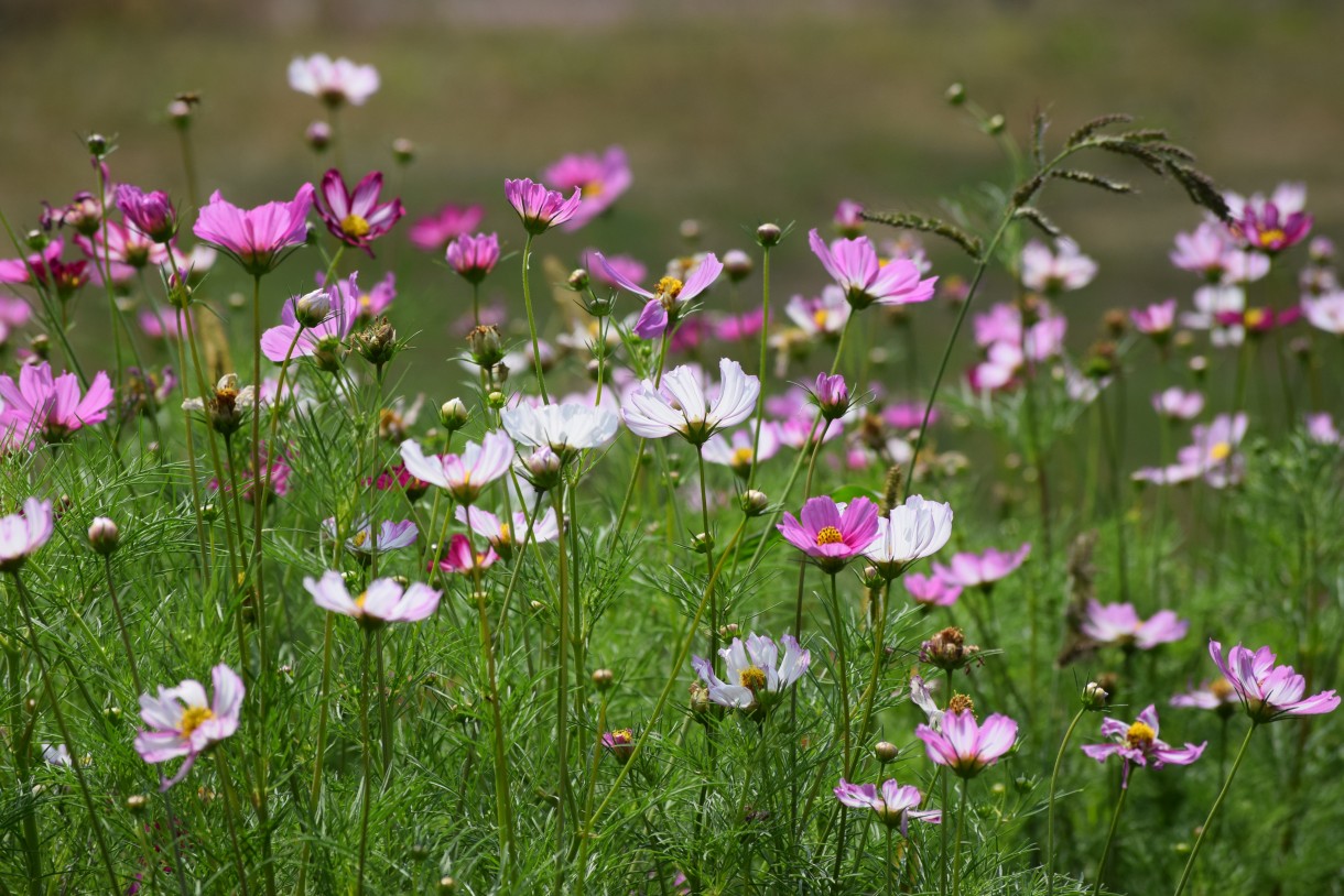 Ogród, " SWEET GARDEN "