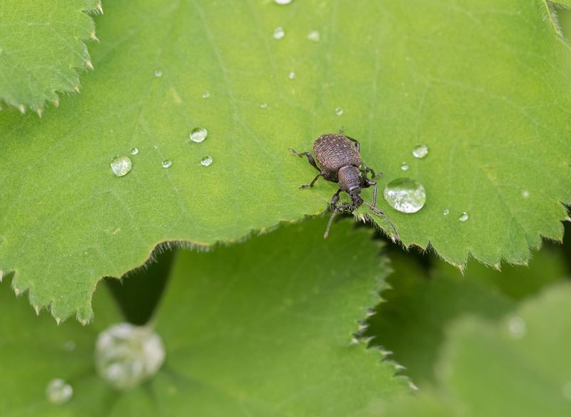 Opuchlak jest nieduży, ale szkody wyrządza ogromne.
