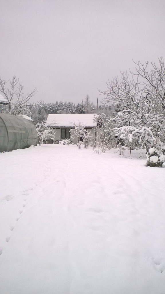 Ogród, Działka w zimowej odsłonie