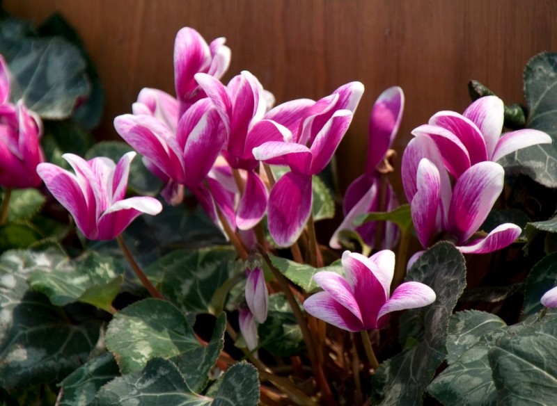 co lubi fiołek alpejski