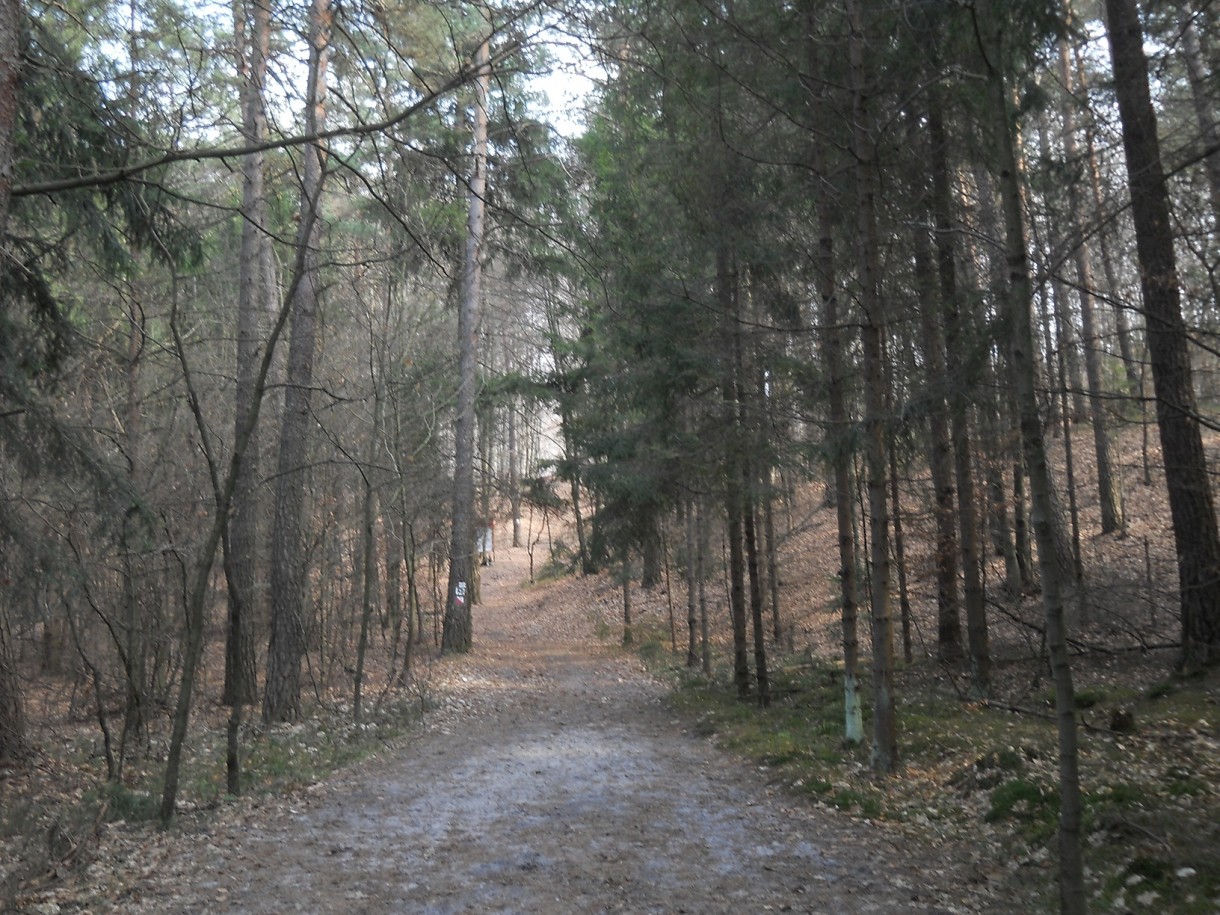 Podróże, Geofity wiosenne - czyli Rezerwat Pazurek i jego bogactwo. - ..i dalej już ścieżka wchodzi w las iglasty. 
Jest tu bardziej zielono, choć monotonniej już. Na drodze piasek szaro - biały. Taka prawdziwa leśna dróżka.