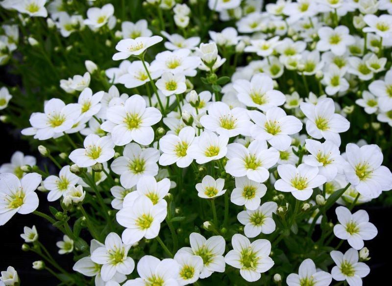 Niektóre odmiany skalnicy Arendsa mają białe kwiaty.