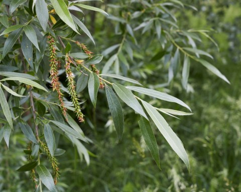 Tych drzew nie sadź w ogrodzie. Eksperci ostrzegają przed 5 gatunkami