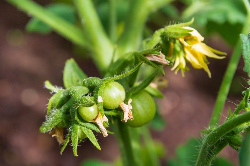 Jak zapobiegać opadaniu kwiatów pomidora? 