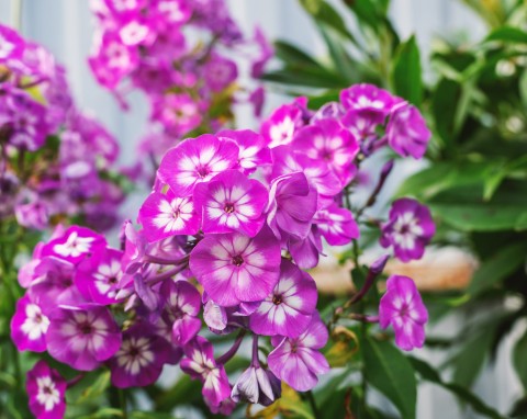 Floks wiechowaty (Phlox paniculata)