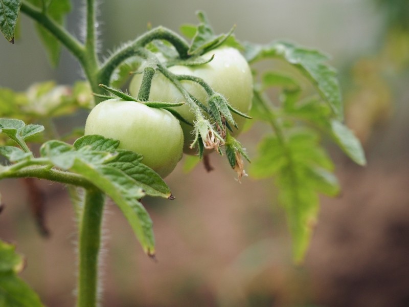 zapylanie pomidorów