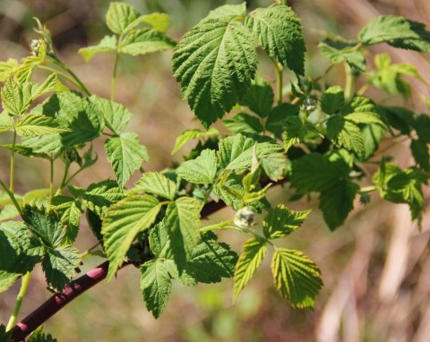 Nawożenie malin letnich. Ten naturalny dokarmiacz pomoże zawiązać więcej owoców