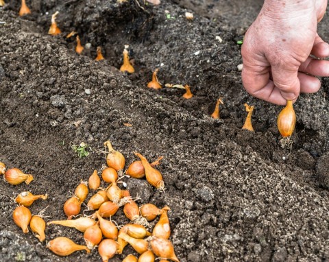 Zaprawianie cebuli zimowej. Dobrze wymocz cebulki, każda się ukorzeni i będzie zdrowo rosła