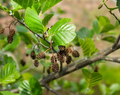 Olsza czarna (Alnus glutinosa)