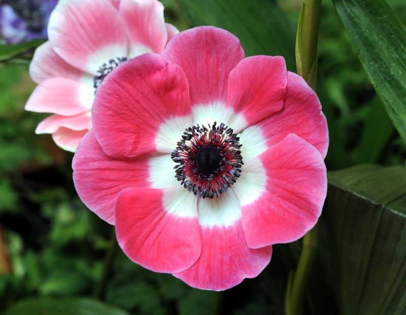 Wśród wielu odmian zawilca wieńcowego możemy znaleźć takie, które mają dwubarwne kwiaty.