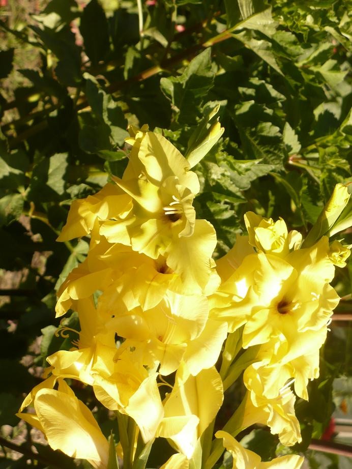 Pozostałe, Gladiole............i pałacowe fotki......... - ............i gladiola żółta..............