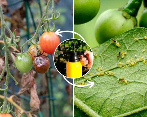 Zaraza chwyta pomidory, mszyce wyjadają liście? Przygotuj mieszankę, która zwalcza szkodniki i odżywia