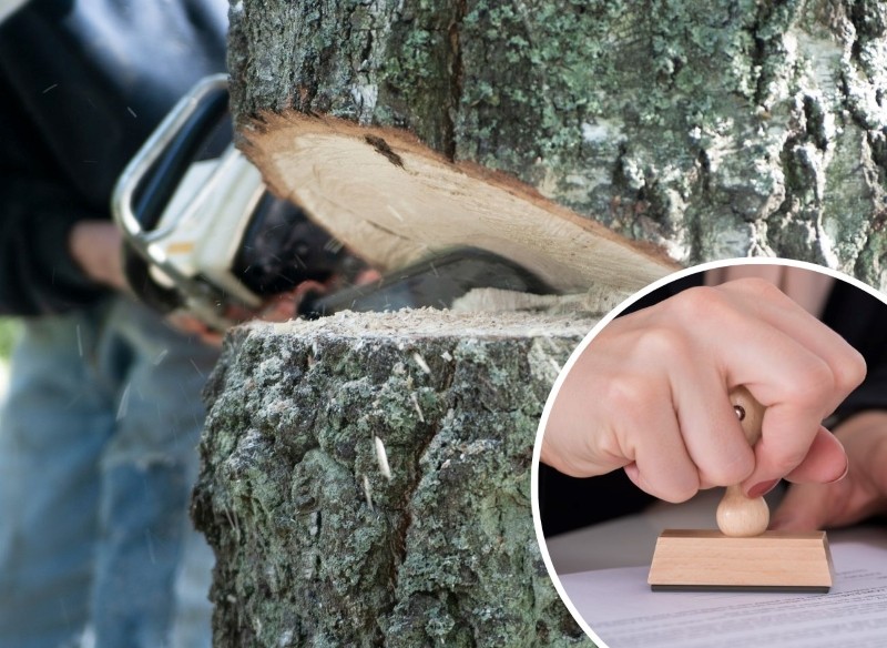 nielegalne wycięcie drzewa z posesji