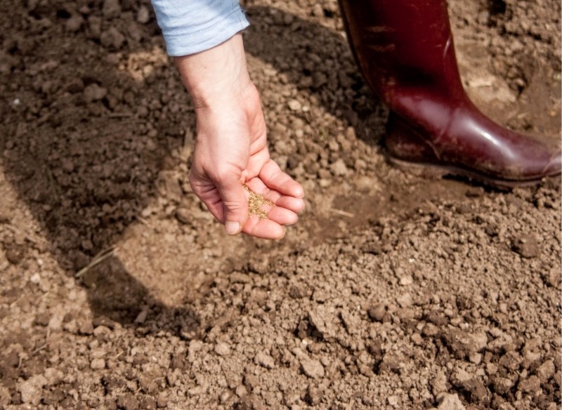 pierwsze wysiewy do gruntu