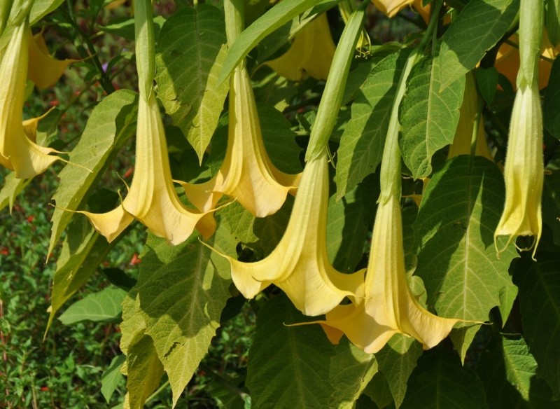 jak pielęgnować niebezpieczne byliny