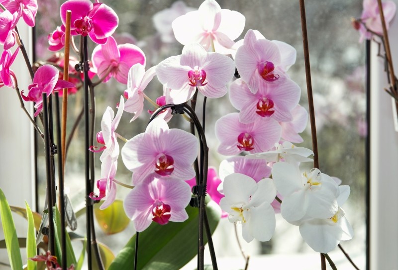 odżywka z goździków do storczyka