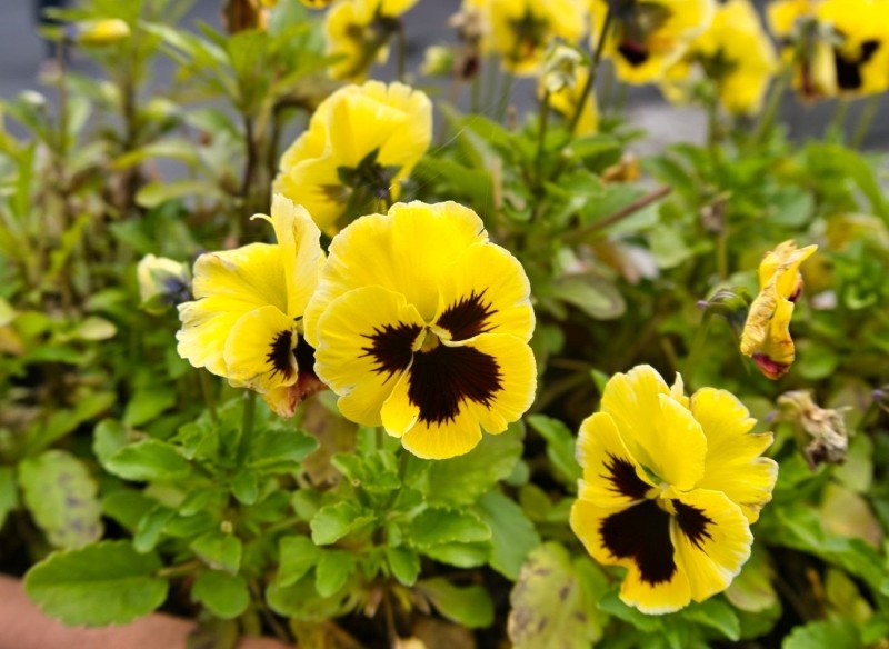 rośliny kwitnące na cmentarz