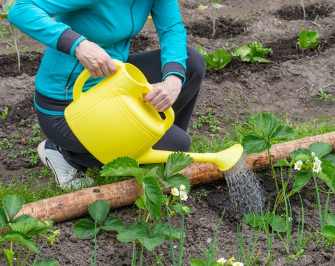 Bio nawóz do truskawek. Regularnie stosowany zwiększa kwitnienie i plonowanie