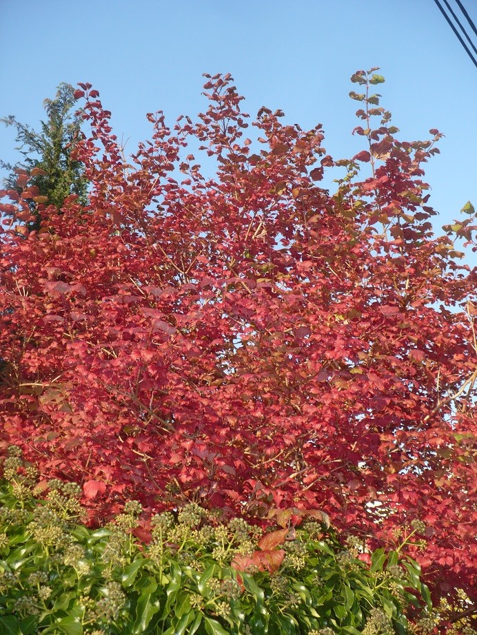 Pozostałe, Październikowe love........... - .................i czerwone drzewo.............