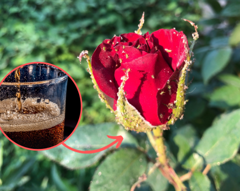 Jak w naturalny sposób pozbyć się mszyc z róż? Sprawdzone metody ogrodników