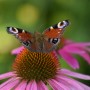 Rośliny, ECHINACEA...