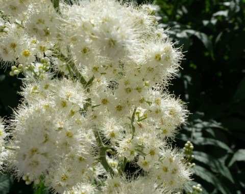 Ta pachnąca bylina będzie kwitła nawet bez słońca. Najlepsza towarzyszka host i paproci