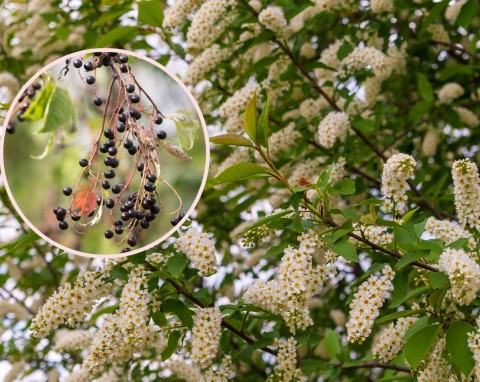 Czeremcha zwyczajna (Prunus padus)