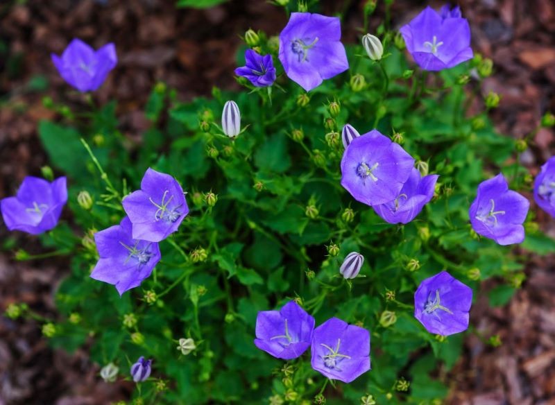 Dzwonek karpacki jest rośliną wieloletnią.