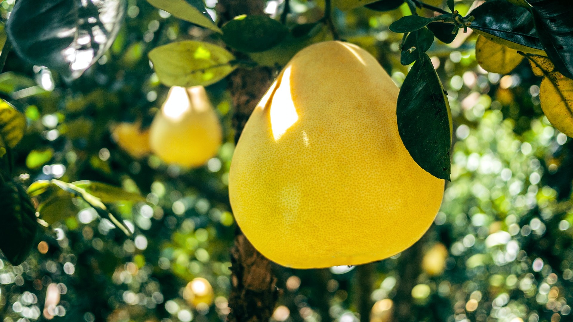 Pomelo - właściwości odżywcze, witaminy, uprawa w domu - Deccoria.pl