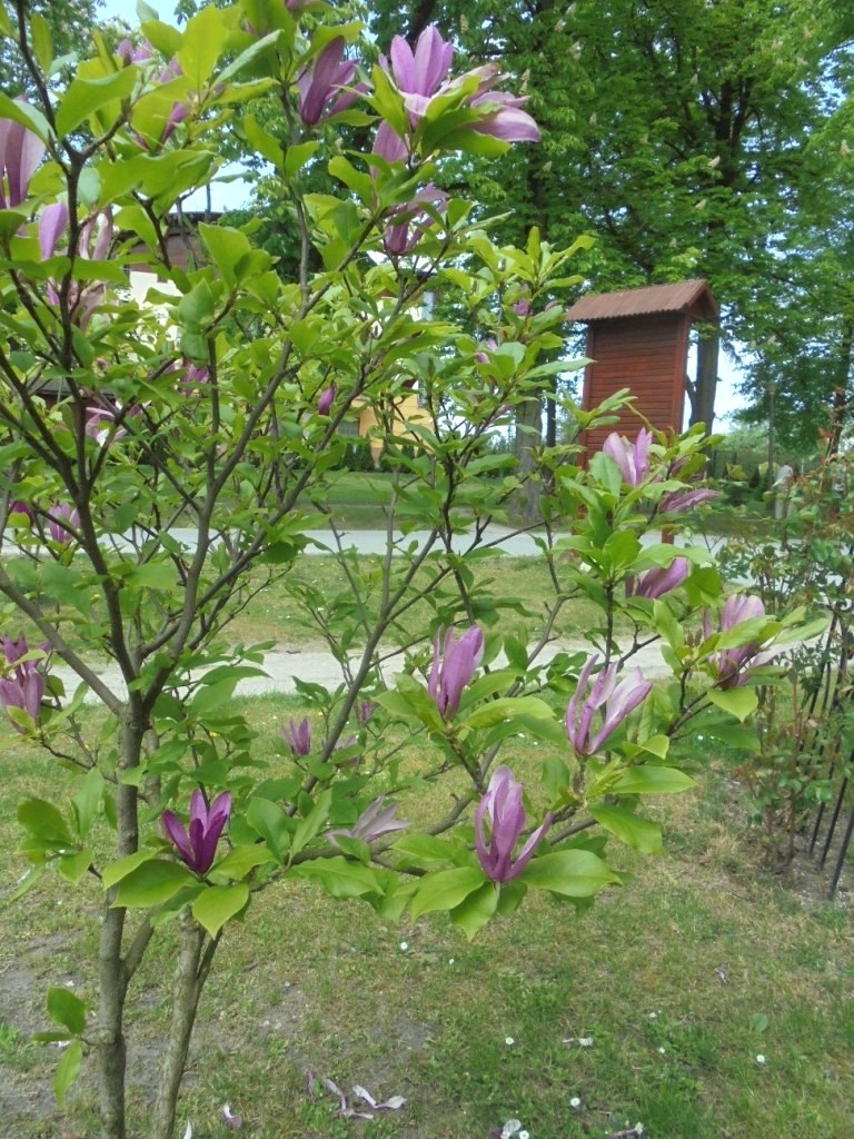 Pozostałe, PARK  ZDROJOWY  W  SOLCU - Park - Flora