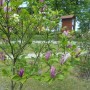 Pozostałe, PARK  ZDROJOWY  W  SOLCU - Park - Flora