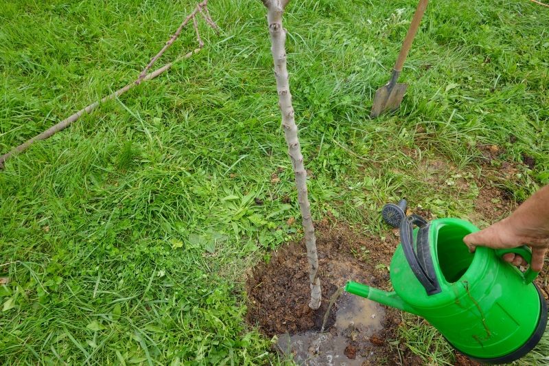 Wiosną nie zapomnijmy o nawożeniu krzewów i drzew owocowych.