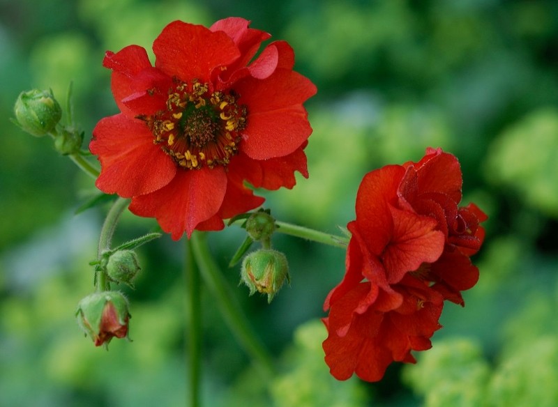 uprawa kuklika chilijskiego