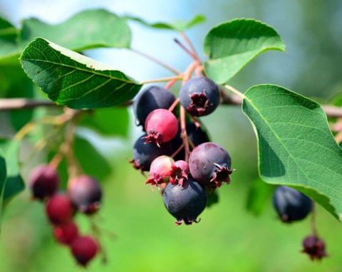 Łatwiejsza w uprawie od borówki amerykańskiej. Świdośliwa Lamarcka – dobre odmiany i pielęgnacja